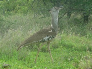 Oiseaux du Kruger: Outarde kori
