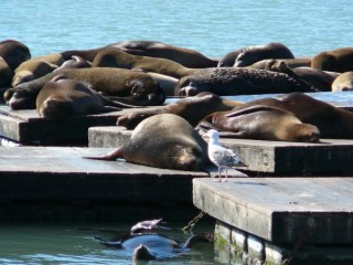 Otaries se prélassant au soleil