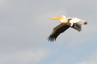PELICAN