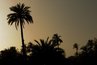 Palmeraie à Elche