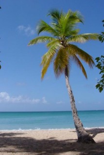 Palmier sur une plage