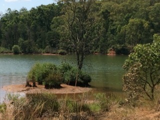 Parc Mlilwane: l'étang central