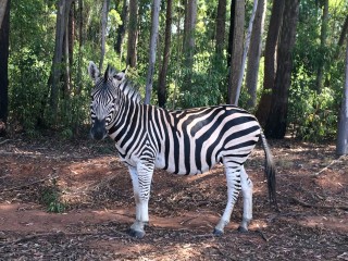 Parc Mlilwane: un zèbre Parc Mlilwane: un zèbre