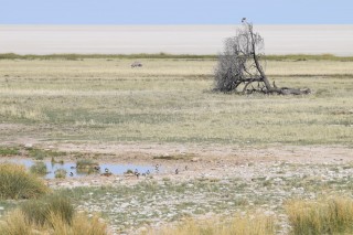 Paysage d'Etosha