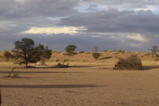 Paysage du Kgalagadi