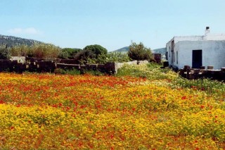 Paysage rural au printemps