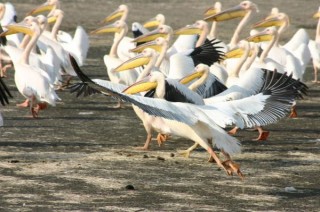 Pèlicans