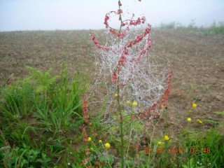 Perles de rosée