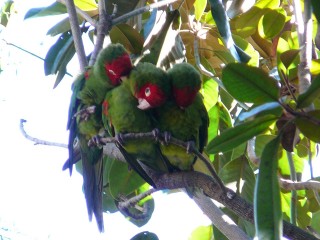 Perroquets vus sur Filbert steps