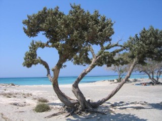Plage d' Elafonissi