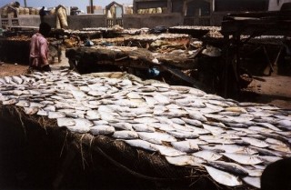 Poissons séchant au soleil (2)
