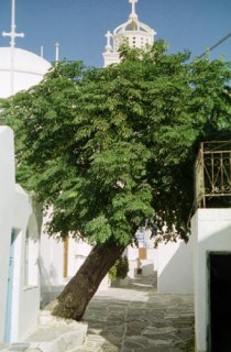 Prodromos - une ruelle Prodromos - une ruelle