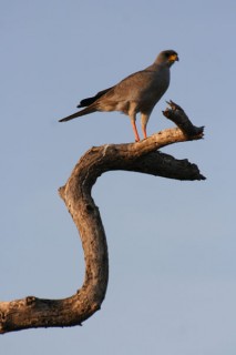 RAPACE