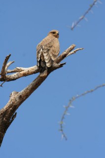 RAPACE