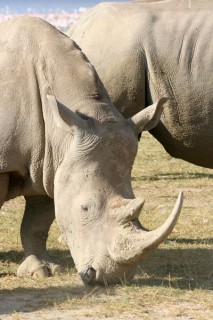 RHINOCEROS