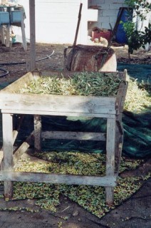 Ramassage des olives en hiver