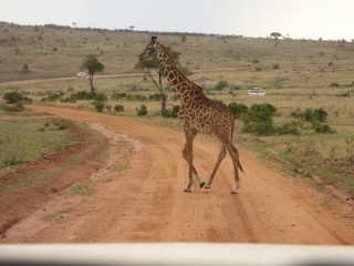 Rencontre animaux