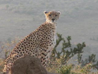 Rencontre animaux
