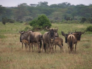 Réserve de Kimana