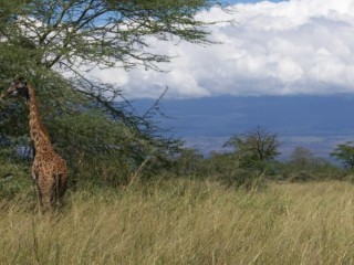 Réserve de Kimana