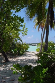 Rihiveli derrière les arbres de l'île du soleil...