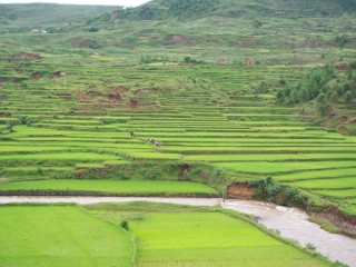 Rizières de Madagascar