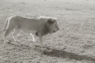 SIMBA