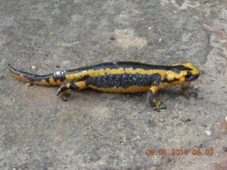 Salamandre égarée sur le trottoir