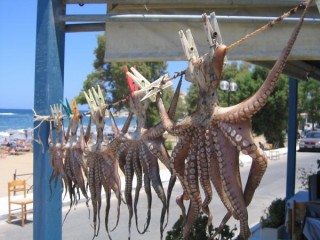 Séchage octopussy