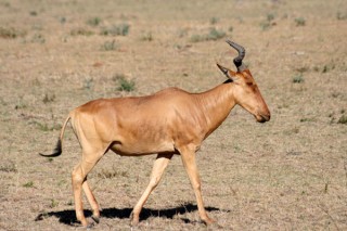 TOPI