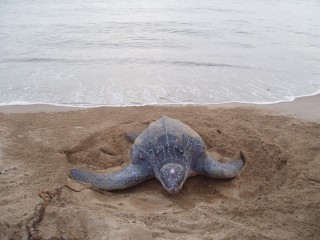 Tortue lutte se hissant sur la plage des Hattes