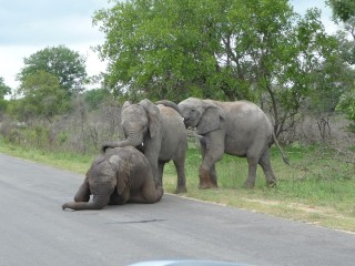 Traversée d'éléphants (2/4)