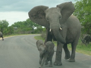 Traversée d'éléphants (4/4)