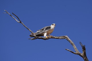 Un aigle