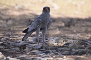 Un aigle au sol