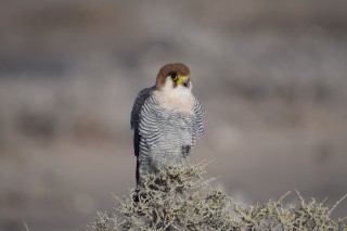 Un aigle batteleur