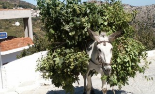 Un âne et son fardeau Un âne et son fardeau