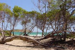 Un arbre allongé sur la plage