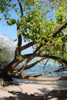 Un arbre les pieds dans l'eau