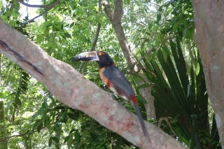 Un autre toucan Un autre toucan