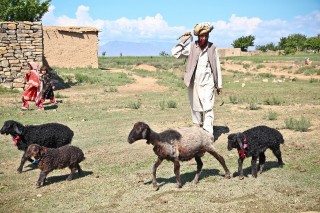 Un berger afghan Un berger afghan