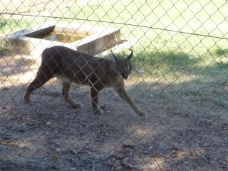 Un caracal (1/2)