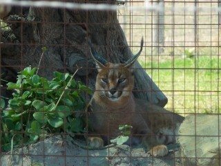 Un caracal (2/2)