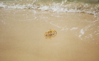 Un crabe
