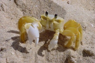 Un crabe martiniquais