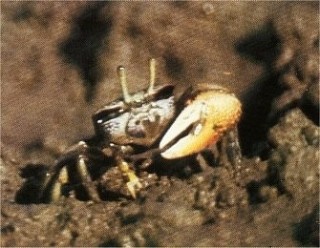 Un crabe violoncelliste