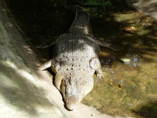 Un crocodile
