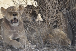 Un groupe de lionnes