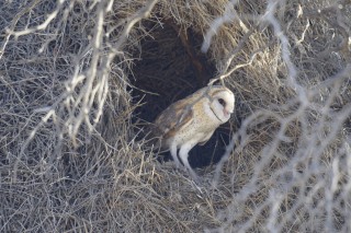 Un hibou