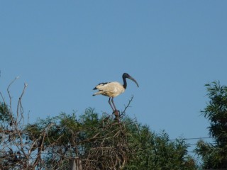Un ibis sacré